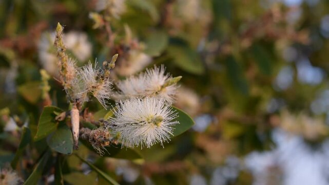 The Cajuput Tree flowers in the park, weeping paperbark, long-leaved paperbark, white paperbark