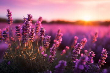  lavender flowers. close up shot of lavender flowers. Blooming lavender in a field