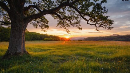 Fototapeta premium Majestic Oak at Sunrise Meadow