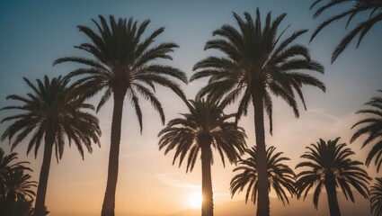 palm trees silhouetted against a golden blue sky at Mediterranean twilight