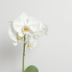 Obraz premium Minimalist white orchid blooming against clean white background, plant, simplicity, serene