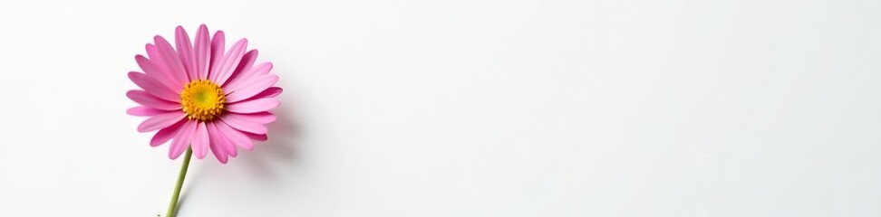 Obraz premium Minimalist composition with single aster flower on white, bloom, white background, single