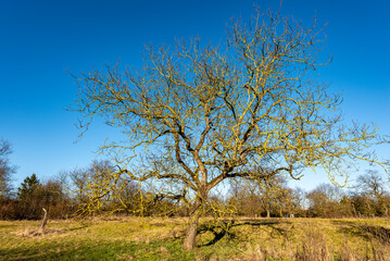 Einzelner, mit gelben Flechten übersäter, laubloser Apfelbaum auf einer Streuobstwiese vor blauem, wolkenlosem Himmel, Anfang Frühling