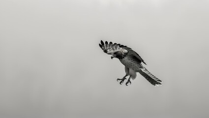 Obraz premium Free Stock Photo of a Hawk in Flight