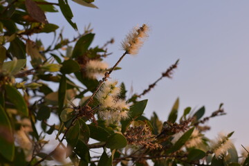 The Cajuput Tree flowers in the park, weeping paperbark, long-leaved paperbark, white paperbark