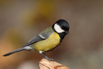 Great tit