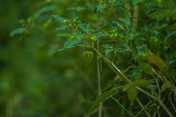 Physalis angulata or cecendet tree with blur background