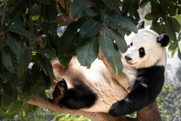 Ailuropoda melanoleuca, animal, animal wildlife, asia, bear, china east asia, cute, endangered species, giant panda, nature, one animal, panda - animal, resting, tree, wild animal, wildlife