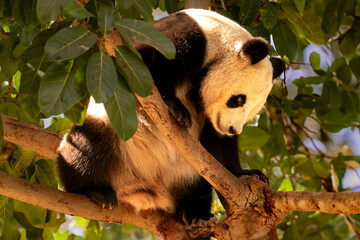 Ailuropoda melanoleuca, angry bear, animal, animal wildlife, asia, bear, china east asia, cute,...