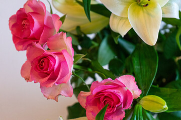 red and white flowers