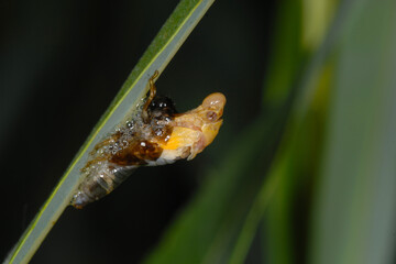 Bunte Weiden-Schaumzikade,  Aphrophora pectoralis