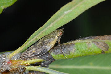 Bunte Weiden-Schaumzikade,  Aphrophora pectoralis