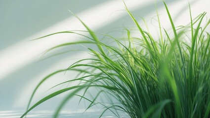 Naklejka premium Lush green blades of grass set against a light background.