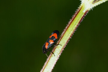 Gemeine Blutzikade, Cercopis vulnerata