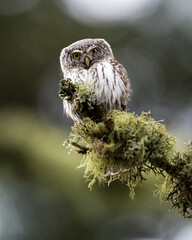 Eurasian pygmy owl watching down