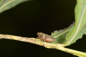 Bunte Weiden-Schaumzikade,  Aphrophora pectoralis