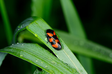 Gemeine Blutzikade, Cercopis vulnerata