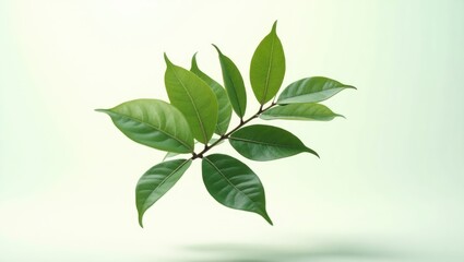 Fototapeta premium Tea tree foliage (Melaleuca) is utilized for essential oil production. Against a white backdrop, isolated.