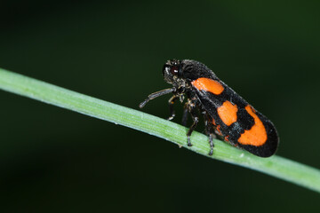Gemeine Blutzikade, Cercopis vulnerata
