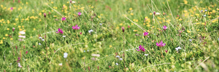 wild alpine  flowers blooming in a meadow in alpine mountain