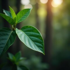 Obraz premium Dark green leaf, blurred background, bokeh effect, green, photo