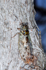Singzikade, Lyristes plebejus