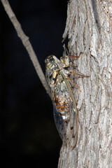 Singzikade, Lyristes plebejus