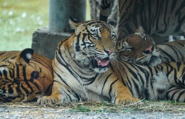 Tiger in the wild at the Bangkok Open Zoo, Thailand.