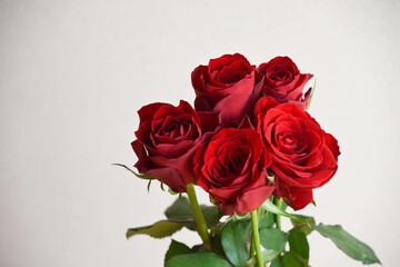 Fototapeta premium 赤い薔薇