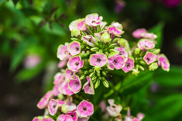 Fototapeta premium Blooming phlox in the garden. Shallow depth of field.