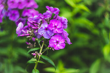 Blooming phlox in the garden. Shallow depth of field.
