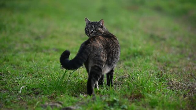 slow motion of a tabby cat from behind in a meadow turning to look at the camera, freedom, country life
