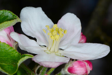 Apfel,  Malus domestica,  Bl&uuml;te