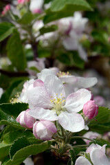 Apfel,  Malus domestica,  Blüte