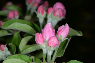 Fototapeta premium Apfel, Kulturapfel, Malus domestica