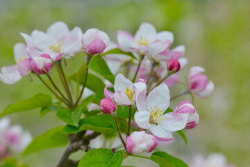 Apfel,  Malus domestica,  Blüte