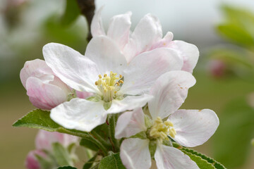 Apfel,  Malus domestica,  Blüte