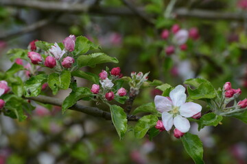 Apfel,  Malus domestica,  Blühbeginn