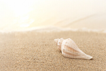 砂浜と貝殻
