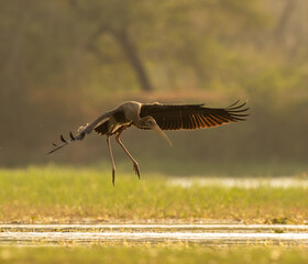Painted Stork Landing 