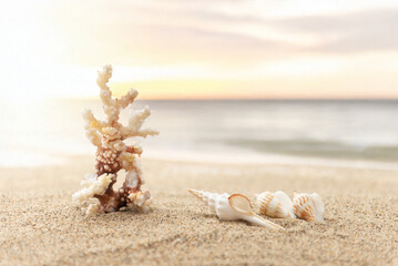 砂浜と貝殻