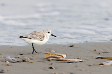 Sanderling (Calidris alba) on the beach on Juist, East Frisian Islands, Germany, in spring.