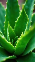 Close-up of aloe vera, lush green leaves, ample empty space , space, natural, medicine