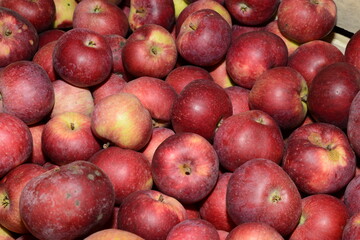 Apfel,  Malus domestica, Macoun