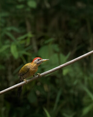 Laced Woodpecker, Vietnam