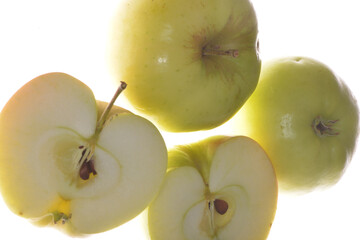 Apfel,  Malus domestica, Signe Tillisch