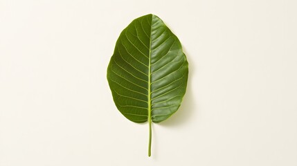Fototapeta premium Single Green Leaf on White Background Minimalist Nature Photography