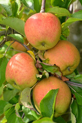 Apfel,  Malus domestica,  Rubinola