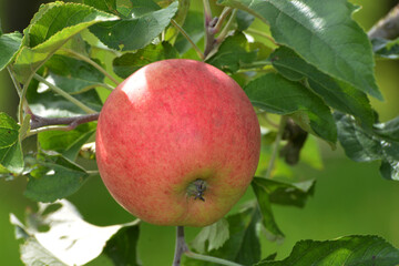 Apfel,  Malus domestica,  Rubinola