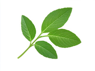 Abstract a green leaf is shown on a white background with digital patterns and vibrant colors, great for artistic projects